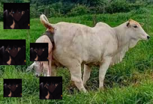 gajo.png